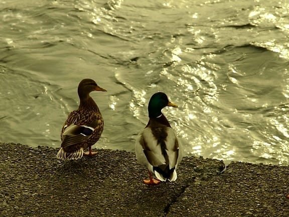 Typy zakładów w CCTV Duck River - liczby i prawdopodobieństwo